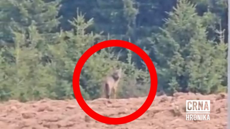 IMG-1ef21c68b23bceb0d3f1c85632dfd456-V-1