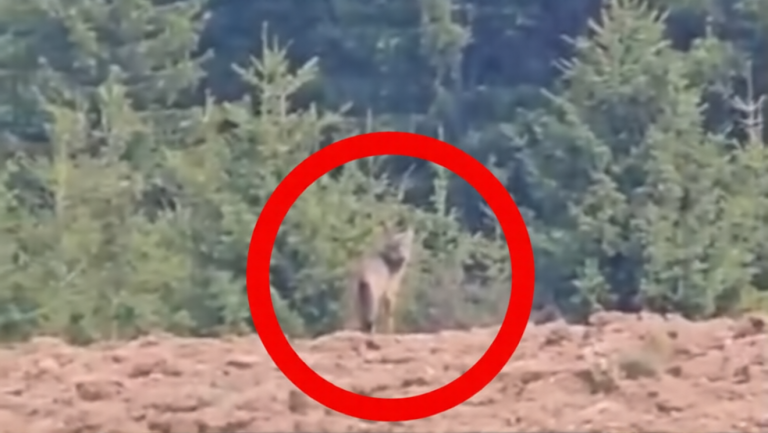 IMG-1ef21c68b23bceb0d3f1c85632dfd456-V-ezremove