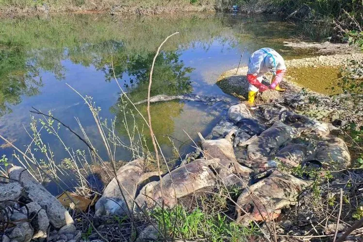 drina_svinje_f62a6d1939-1